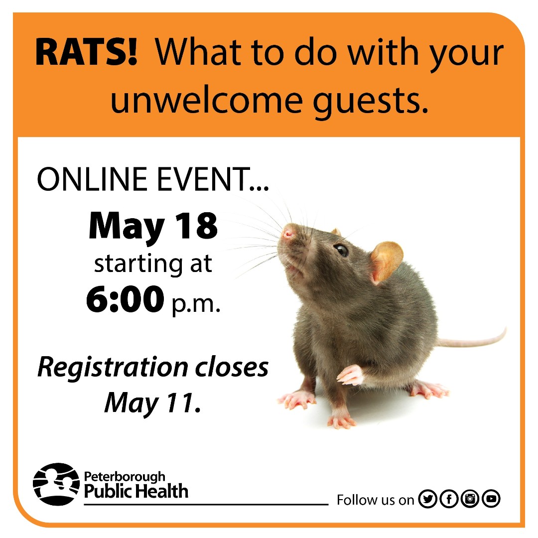Ptbohealth's tweet photo. Join us for a LIVE event on May 18 to learn more about the health impacts of rats and how to prevent and control them. Register for this FREE event at https://t.co/MDOejZA0h3 https://t.co/8ckssb5GF7
