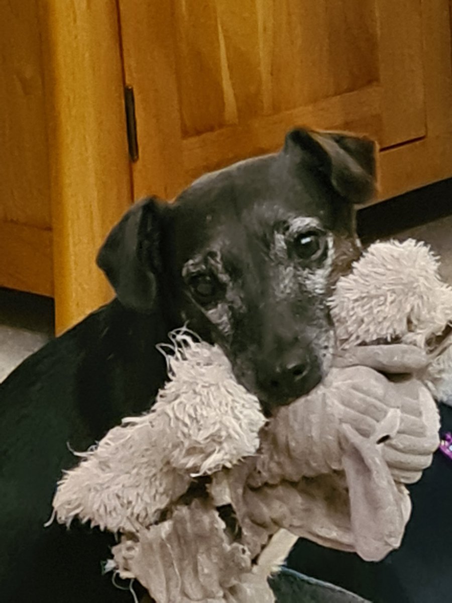 JudithBrandrick's tweet photo. @sarajcox @DogsTrust Pip patterdale says 'hi' 🐾 https://t.co/ZSw8cSG8F6