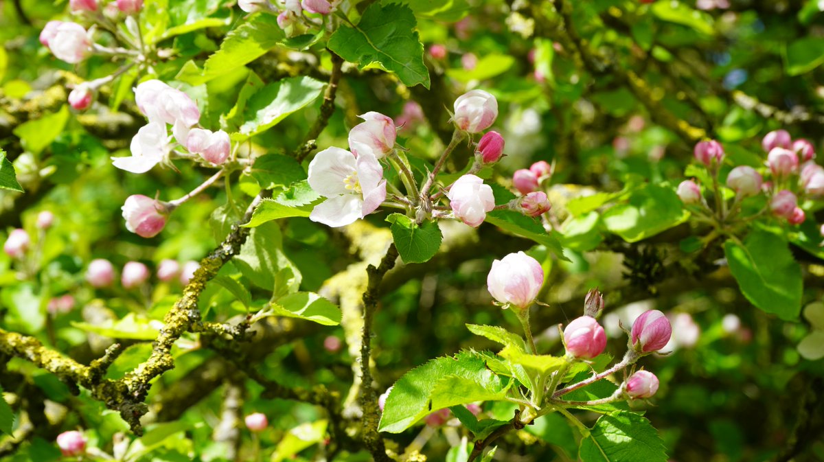 Lente #tuin #spring #garden