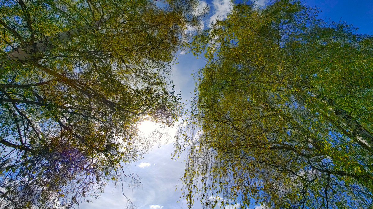 StephaneNature's tweet photo. Peace and Trees in Freedom at #ThickTrunkTuesday ☮️🌳🕊️
#Trees🌳🌲🌴 #Climate 🔥🏜️ #Biodiversity 🌱 #TreeRide🚵 #PeaceInFreedom🕊️
#ForestHike 🌳🧑🦽🚶🌲 #ShinrinYoku 🌳🤸🌲
#MakeLoveNotWar ❤️🩹 #RussiaIsATerroristState 😡👿👹 https://t.co/zqnamvifez