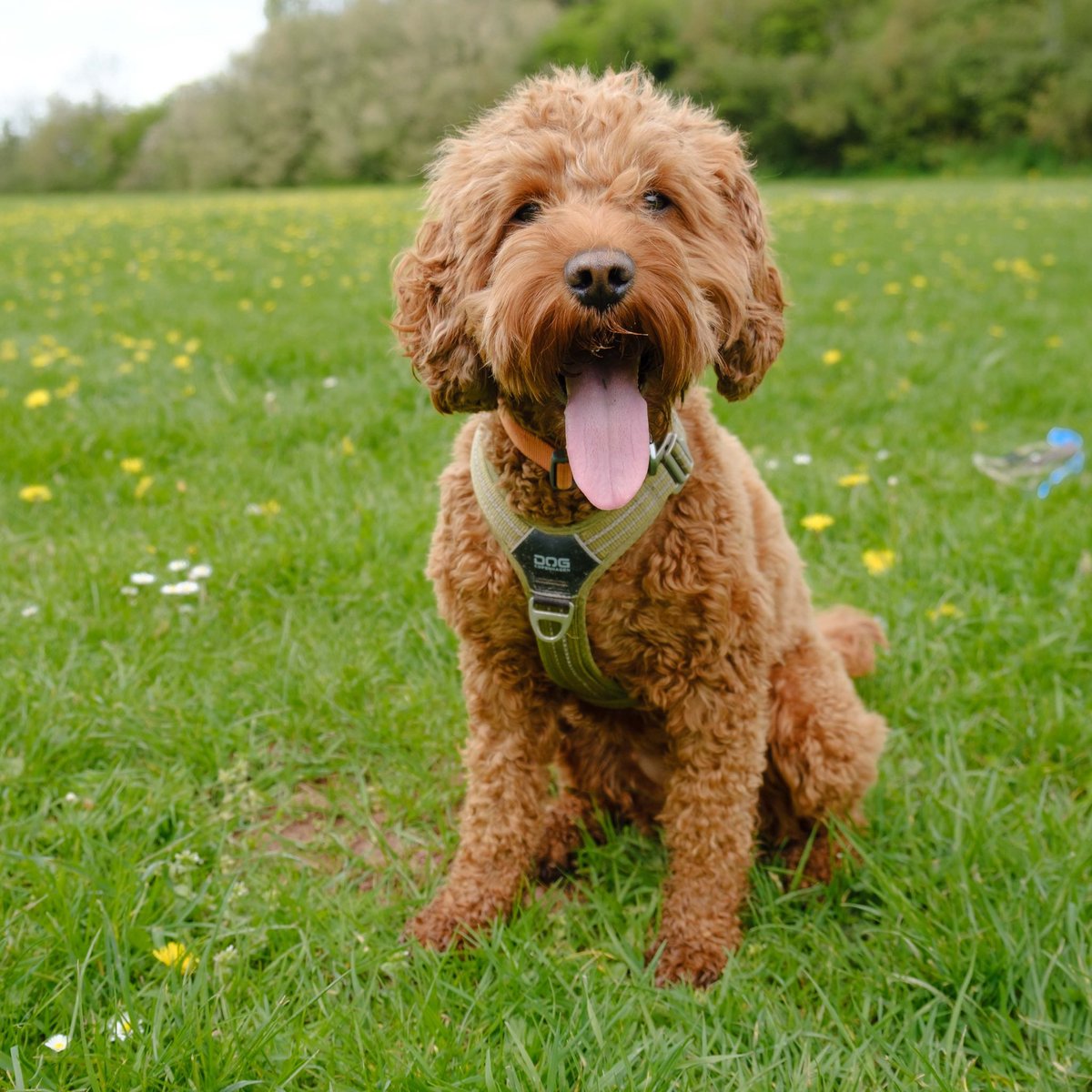 CockapooDaisy's tweet image. Hope your all having a good #toungeouttuesday