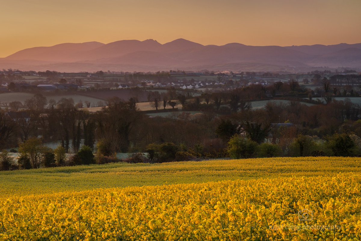 Sunrise in the rapeseed field

#Mournes #MourneMountains