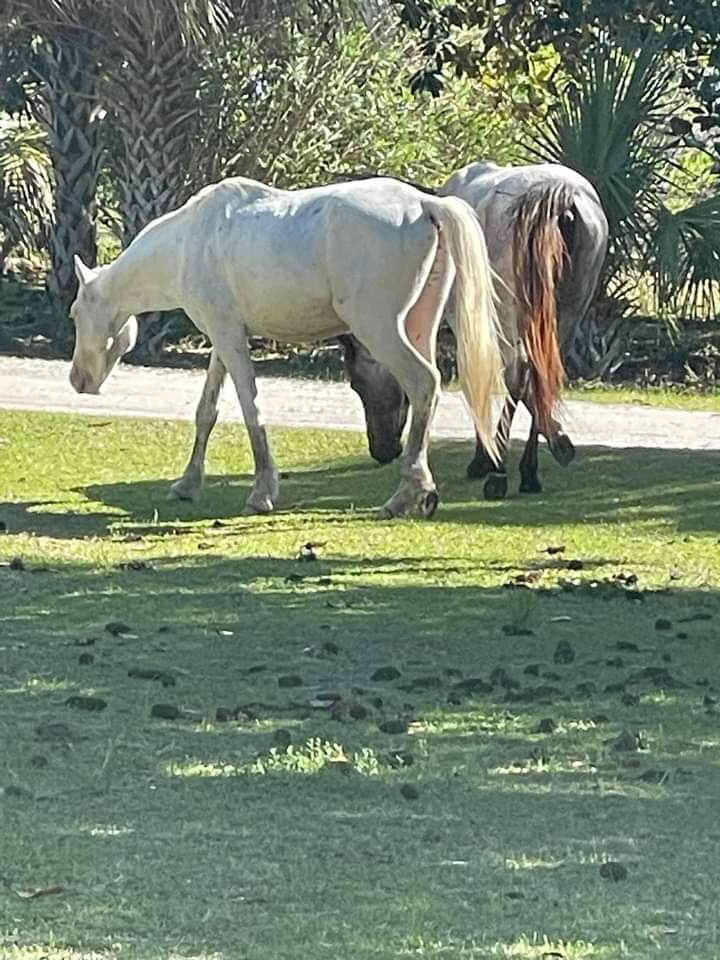 C White Ⓥ🇺🇲🇺🇦 tweet media