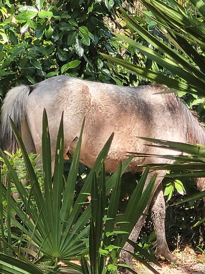 C White Ⓥ🇺🇲🇺🇦 tweet media