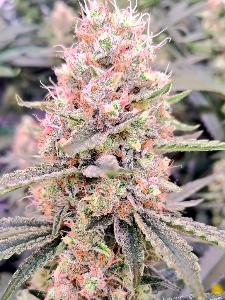 Clementine.....coming this summer. 🍊