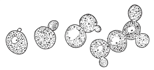Got old #yeast? Zhou et al rewire #transcriptional death pathway switch away from typical #nucleolar or #mitochondrial decline to delay #aging via negative-feedback loop, increasing life span by 82% yeastgenome.org/reference/S000… <a href="/ScienceMagazine/">Science Magazine</a> Long live yeast!