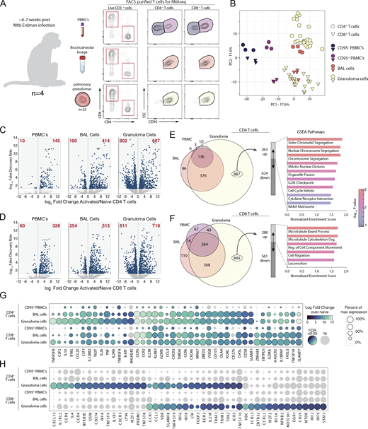 Journal of Experimental Medicine (@jexpmed) on Twitter photo CD30 co-stimulation drives differentiation of protective T cells during Mycobacterium #tuberculosis infection, say Taylor Foreman <a href="/TaylorForeman19/">Taylor Foreman</a>, Daniel Barber <a href="/danielleobarber/">Daniel Barber, PhD</a> and colleagues <a href="/NIAIDNews/">NIAID News</a> bit.ly/3L5EOoT
#TB CD30 co-stimulation drives differentiation of protective T cells during Mycobacterium #tuberculosis infection, say Taylor Foreman <a href="/TaylorForeman19/">Taylor Foreman</a>, Daniel Barber <a href="/danielleobarber/">Daniel Barber, PhD</a> and colleagues <a href="/NIAIDNews/">NIAID News</a> bit.ly/3L5EOoT
#TB