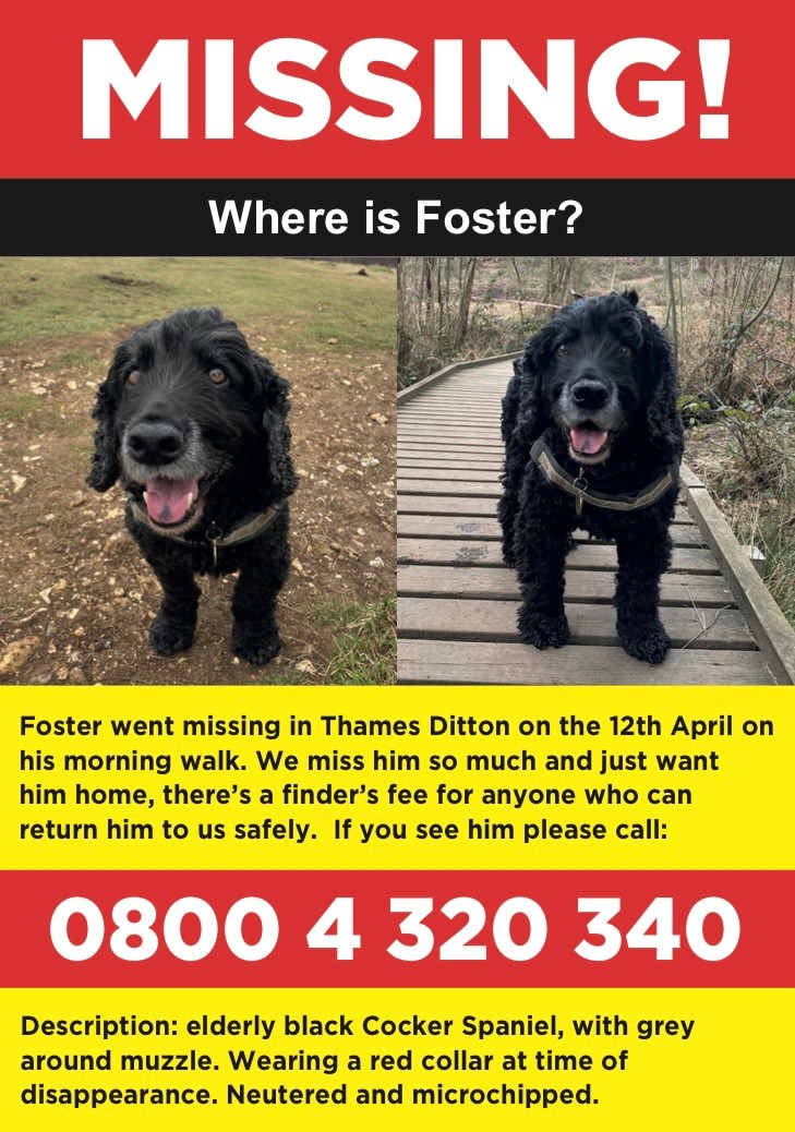FindMyDogFoster's tweet photo. The lovely Foster is still missing - thanks to everyone for spreading the word so far - please keep searching and sharing #FindFoster #LostDog #ThamesDitton #Esher #Surbiton #Claygate https://t.co/0UxEL6vrW2