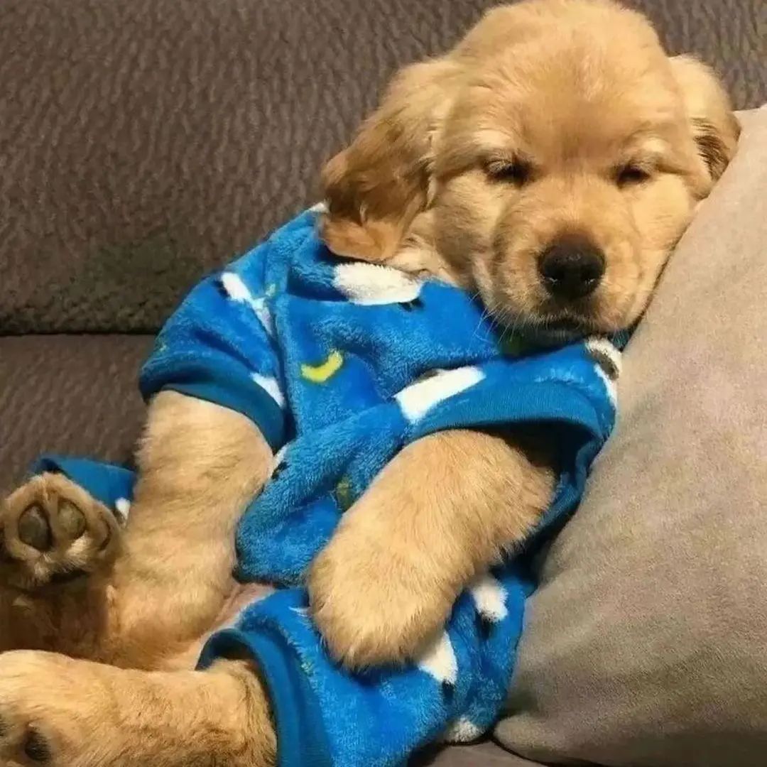 Cuteness overload 😍😍 Rate This Cuteness 10-100??📷📷 - #dog #dogs #scotland #dogsoftwitter #Easter2023 #captainchaos #puppylove #puppies #goldenretriever