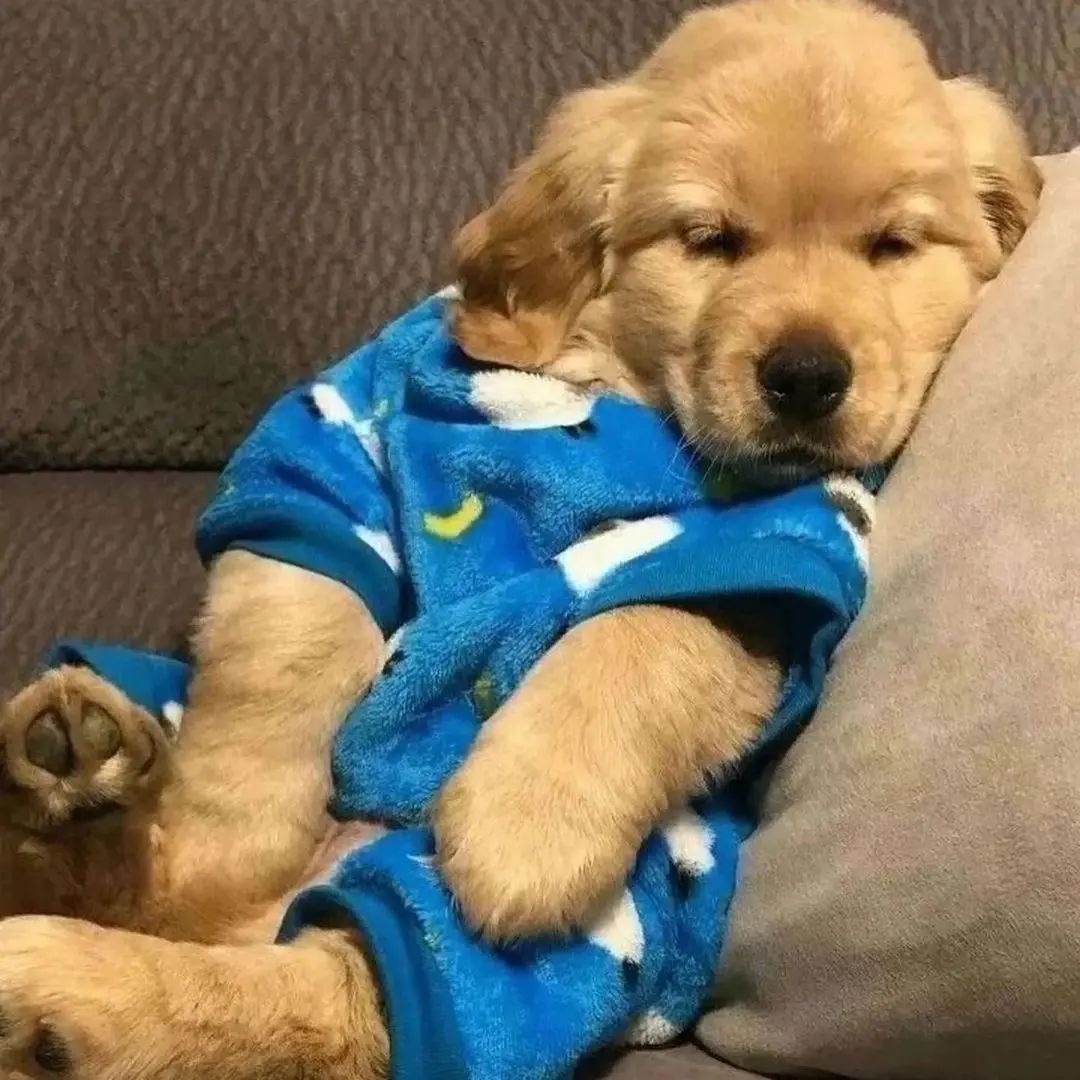 _goldenretrieve's tweet photo. Cuteness overload 😍😍
Rate This Cuteness 10-100??📷📷
-
 #dog #dogs #scotland #dogsoftwitter #Easter2023 #captainchaos #puppylove #puppies #goldenretriever https://t.co/QgYq0cfABY