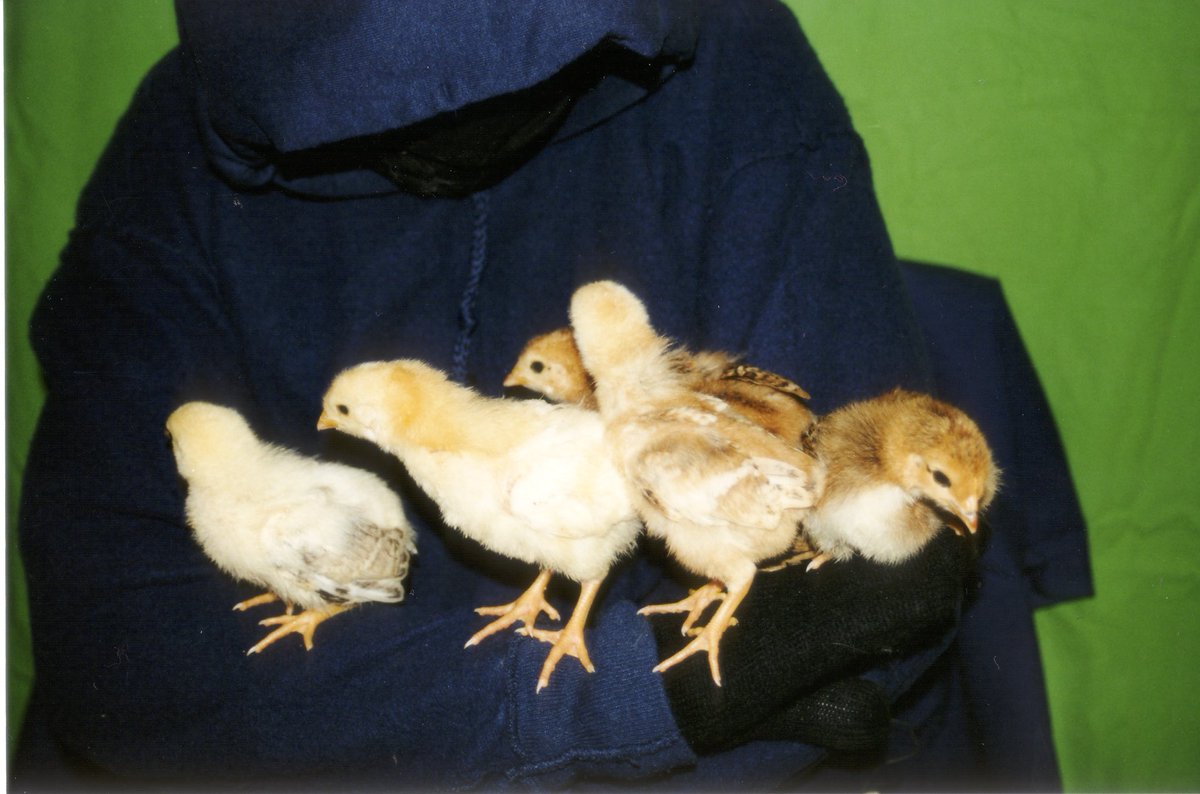 On May 02, 2001 the DBF (Swedish #ALF) liberated 21 chickens and all 40 chinchillas from a chinchilla fur farm in Avesta. 

The farm was forced to close due to 2 raids. 

#animalrights #directaction #vegan