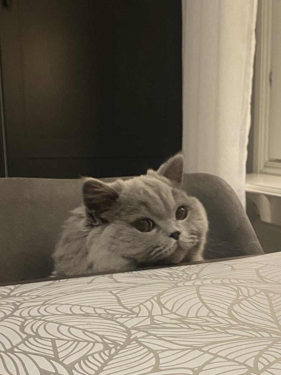fluffyMiso's tweet photo. 👀

#CatsOfTwitter #kitten https://t.co/yB6w5ezoFs