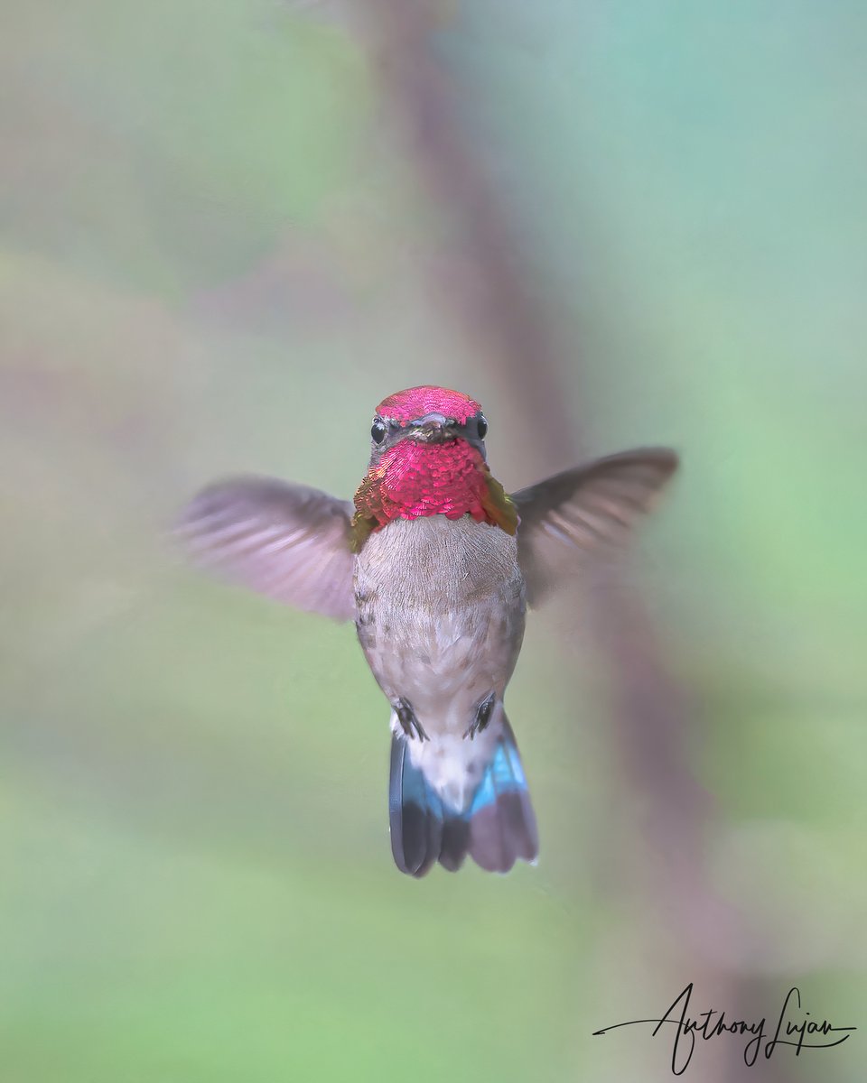 anthonylujan's tweet photo. Best place to photograph this species is at @casaanabirdingendemic
Bee hummingbird “Zunzuncito”
Mellisuga helenae
Near Threatened
Endemic to Cuba
Sony A1 - Sony 600mm
#alhummingbirdinflight
#Beehummingbird #hummingbird #colibri #BeijaFlor #zunzuncito #hummingbirds #earthcaptu... https://t.co/0sxjQOngiM