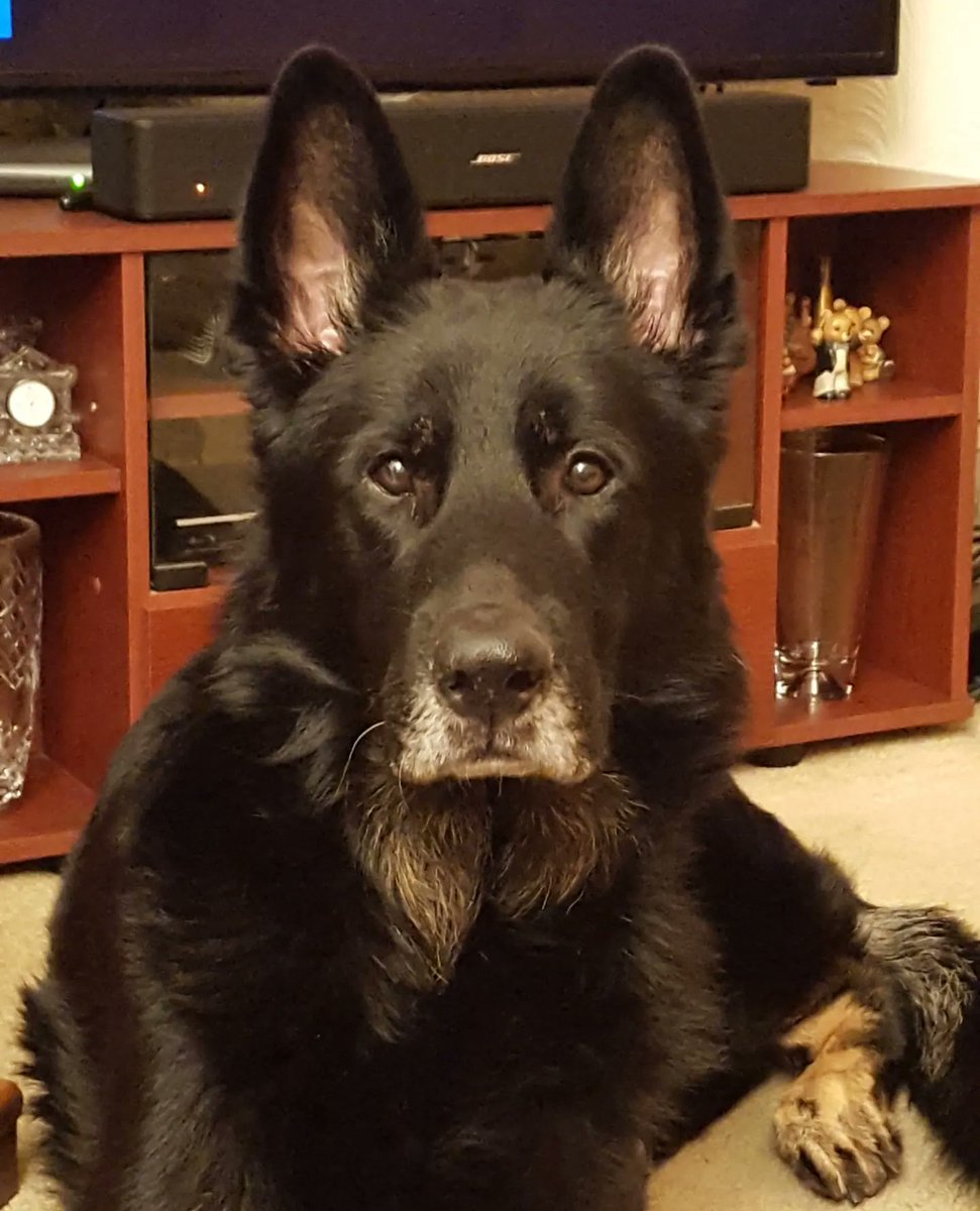 Today we said goodbye bye to our beloved friend Caesar #rip