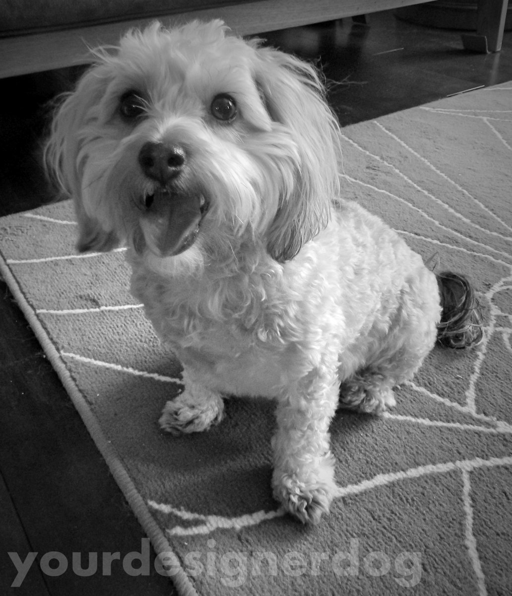 yourdesignerdog's tweet photo. Black and White Sunday #9 https://t.co/GMdr6JkfLF #blackandwhite #blackandwhitephotography #blog #cute #designerdogs #dogs https://t.co/IrhFv6CyuL