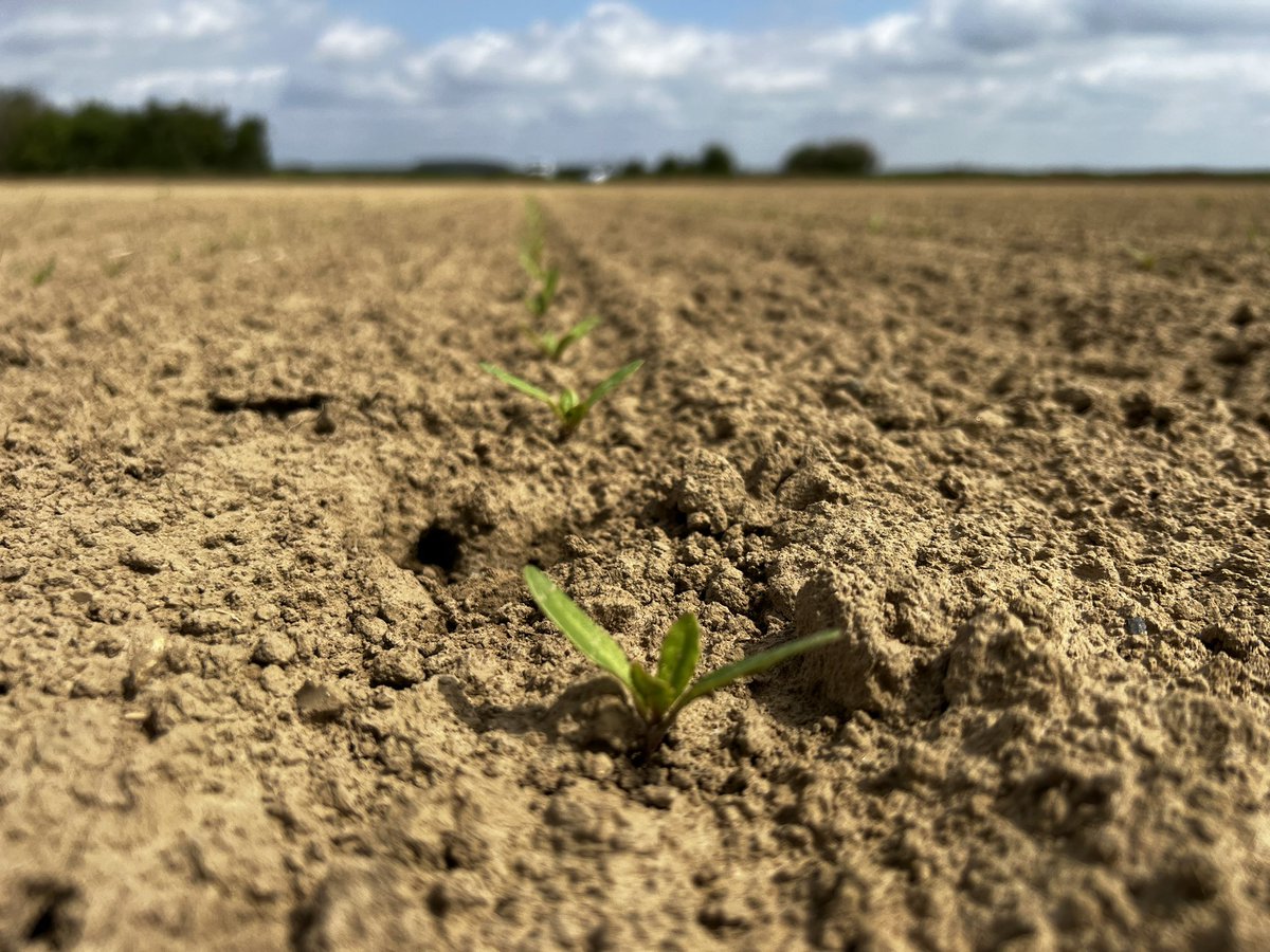Val’epi, service agronomie tweet media