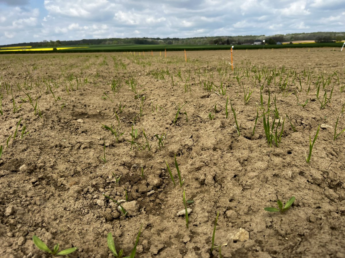 Les deux premières feuilles sont à peine sorties et déjà les pucerons sont là sur nos essais #betterave .. 🌱
Bon, pour les résultats d’essais c’est une bonne chose mais pas pour les parcelles agriculteurs 😔
L’#avoine en #plantecompagne apportera t-elle quelque chose ?