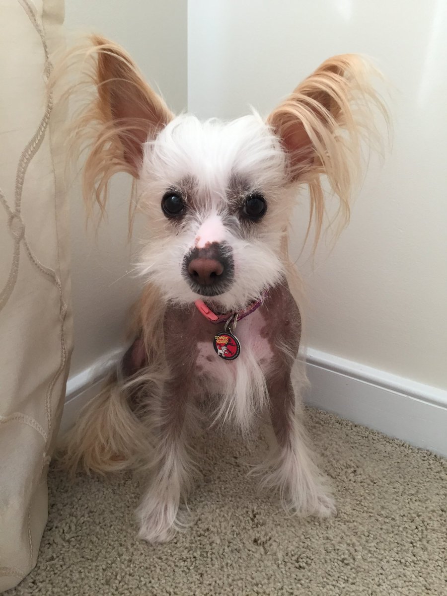 🌈 Princess Zoey tweet media