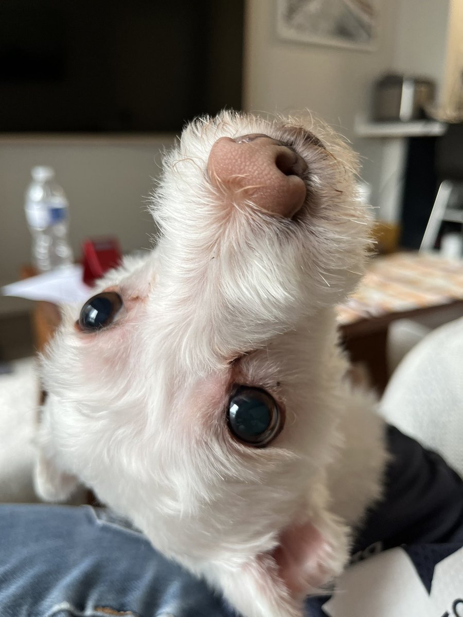 Lindersss's tweet photo. @Xposed any tickets for me and my leafs doggo? 🥹 (even though she can’t come) …I remember watching the leafs round 2 in my bedroom as a little kid. The only hockey fan in my family. Would love to go in person one day. https://t.co/4yEqTddQ4m