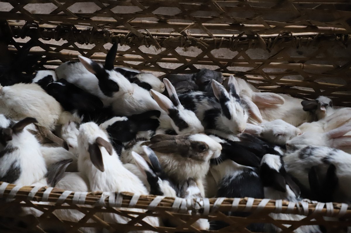 RRwarri's tweet photo. In line with #CECF implementation under #EWMR, at least400goats, 250sheep &800rabbits have been distributed to #GSLAs members across #SebeyaCatchment to enable beneficiaries to fight against malnutrition/stunting, to get organic manure & increase income. The activity is ongoing https://t.co/keNzYVvBaQ