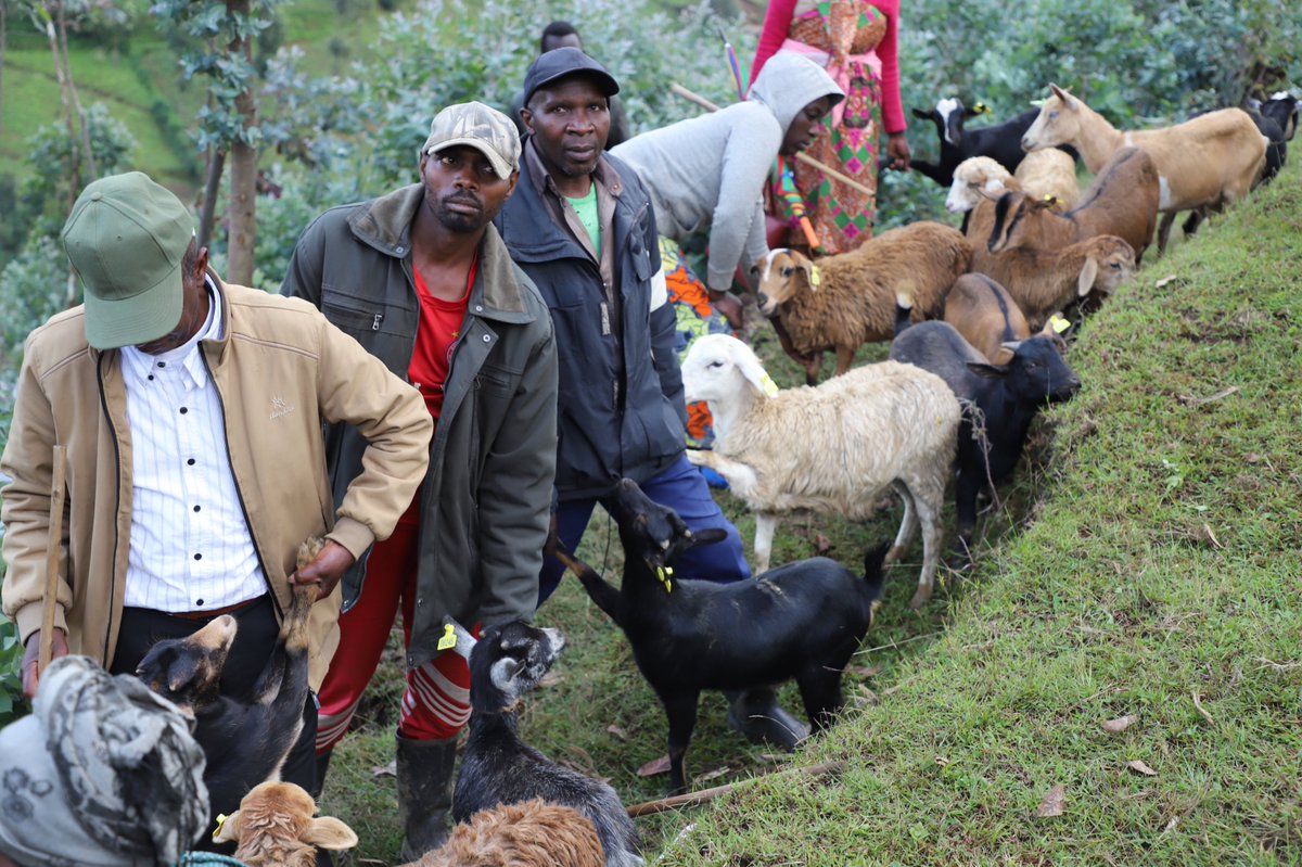 RRwarri's tweet photo. In line with #CECF implementation under #EWMR, at least400goats, 250sheep &800rabbits have been distributed to #GSLAs members across #SebeyaCatchment to enable beneficiaries to fight against malnutrition/stunting, to get organic manure & increase income. The activity is ongoing https://t.co/keNzYVvBaQ