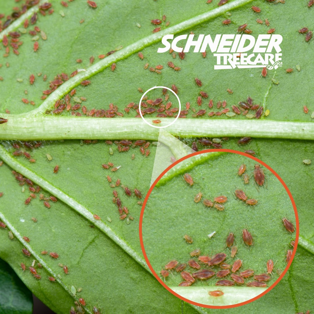 Aphids beware! 🐛 These tiny, sap-sucking pests can cause serious damage to your beloved trees and shrubs 🌳. Keep an eye out for stunted growth, leaf damage, and honeydew – a sticky substance that attracts other unwelcome guests 🐜.