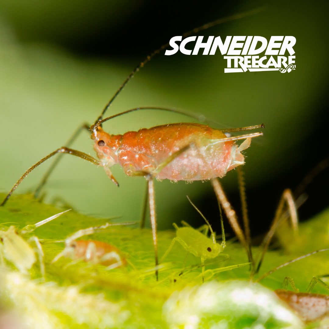 Schneider Tree Care tweet media