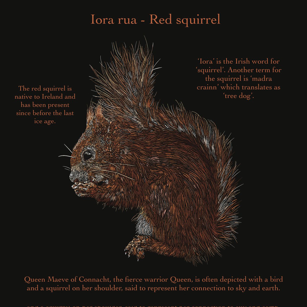 Iora rua - Red squirrel 
#gaeilge #asgaeilge #Irish #irishlanguage #LanguageLearning #ireland #wildlife #wildlifeart  <a href="/ManchanMagan/">Manchán Magan</a>