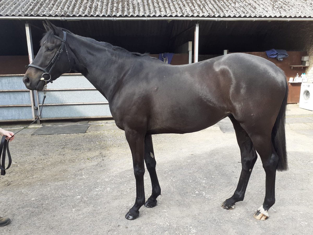 rubicon_racing's tweet photo. This 3 year old by Califet is a 3 parts brother to 156 rated graded winner Bamako Moriviere. He will be syndicated by ⁦@rubicon_racing⁩ together with another exciting French bred with a top class pedigree. Very affordable shares DM to be placed on mailing list https://t.co/JljtHMSlxq