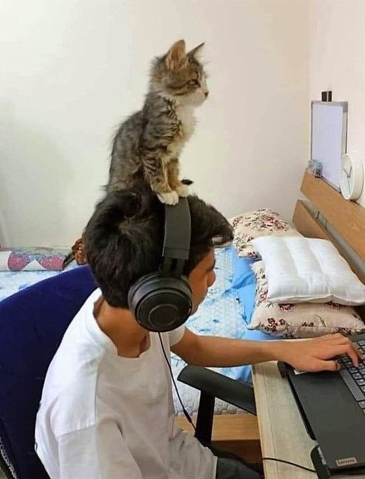 Why you should have a cat (@shouldhavecat) on Twitter photo 