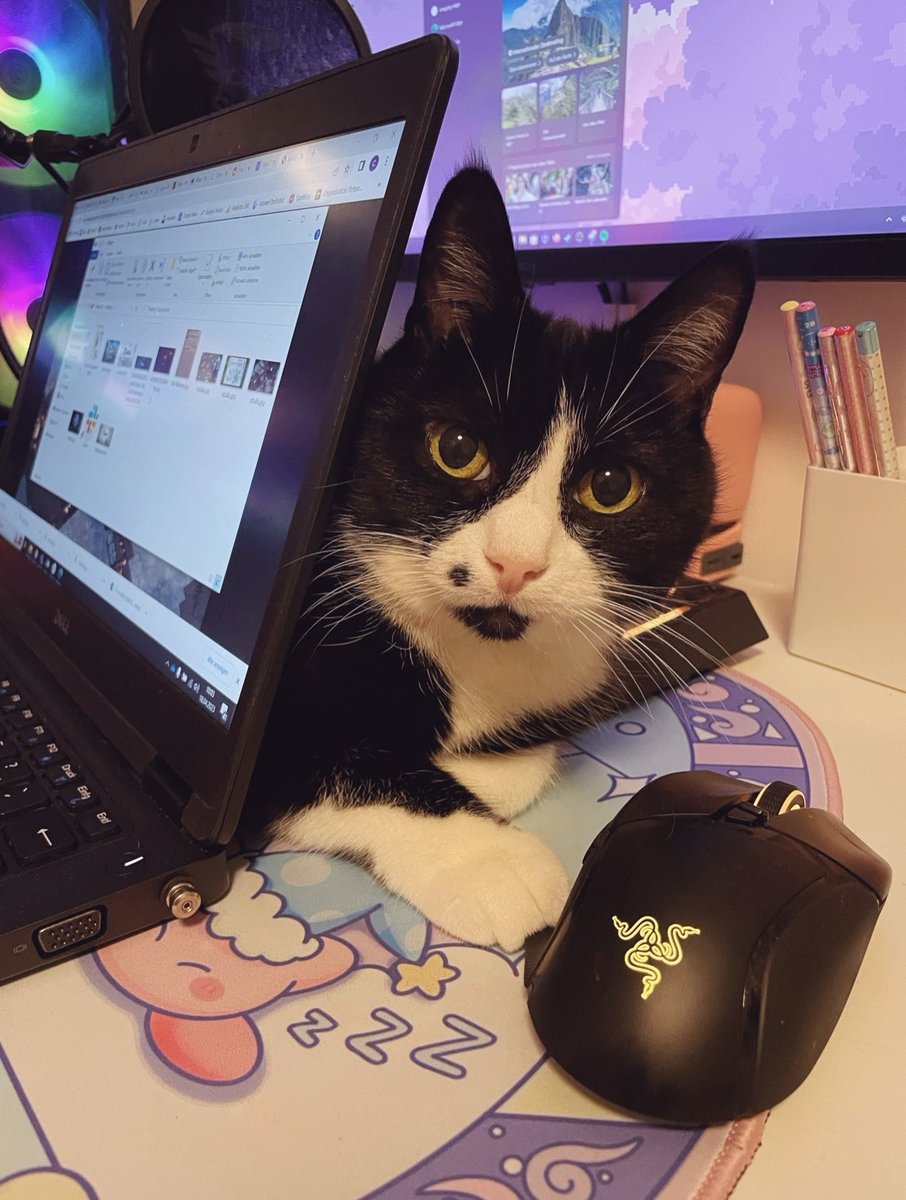 Egal, ob ich arbeite oder streame - Yuffie muss dabei sein. 💕🐱#CatsOfTwitter