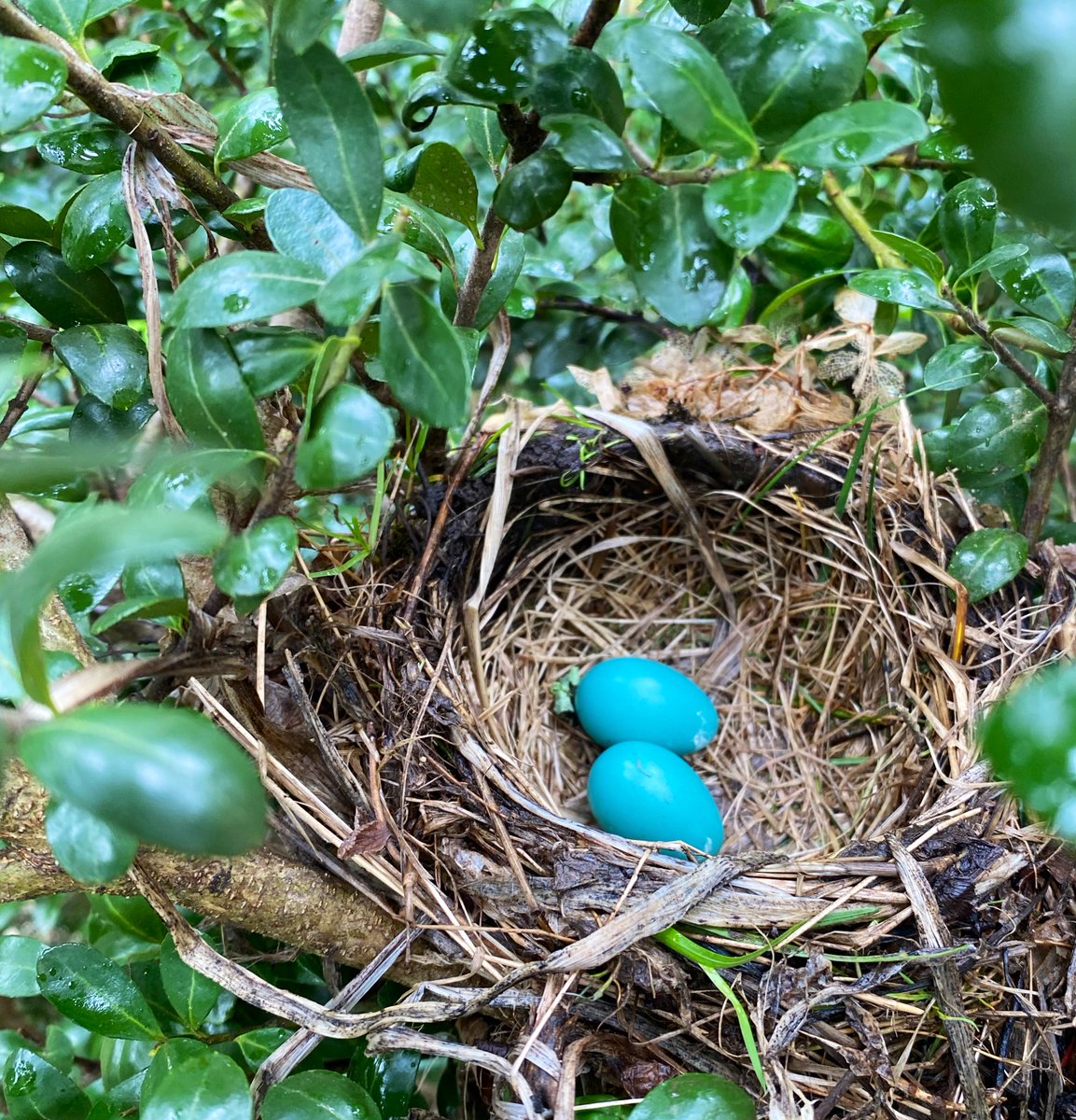 SQLRockstar's tweet photo. TWINS!!! #RobinWatch https://t.co/yH63ySrCy2