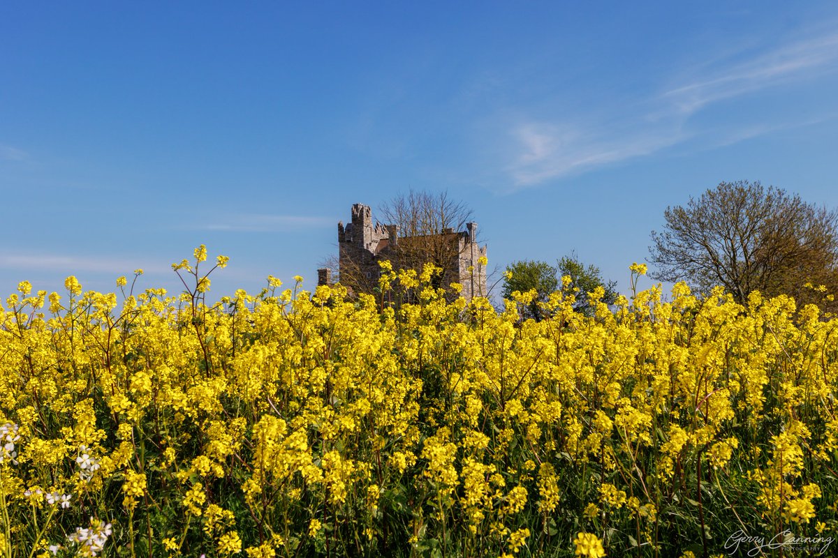 gerryjc's tweet photo. Bremore Castle, Balbriggan.

This may or not be the last of the yellow 🤷

#bremorecastle #balbriggan #ourbalbriggan #lovefingal #lovefingaldublin  #irelandseastcoast #castle #enjoyireland #addictedtoireland #icu_ireland #raw_ireland #canonr6 #canon1740 #canonphotography https://t.co/XFQsAtLXmM