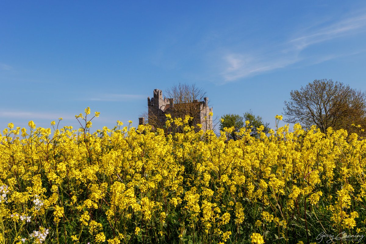 Bremore Castle, Balbriggan.

This may or not be the last of the yellow 🤷

#bremorecastle #balbriggan #ourbalbriggan #lovefingal #lovefingaldublin  #irelandseastcoast #castle #enjoyireland #addictedtoireland #icu_ireland #raw_ireland #canonr6 #canon1740 #canonphotography