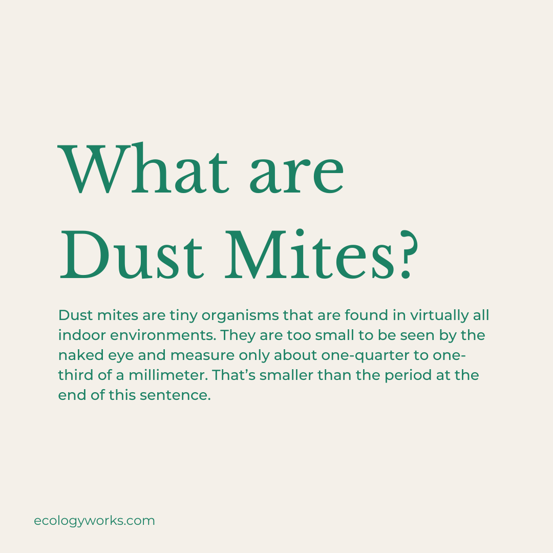 ecology_works's tweet photo. If you have #allergies or #asthma, these microscopic creatures could be wreaking havoc on your well-being. Pets can also have allergic reactions to dust mites. The Ecology Works products can help reduce #Dustmites and their #allergens in your home. https://t.co/4gWgEMwNbt https://t.co/Yb4n96C3ZM