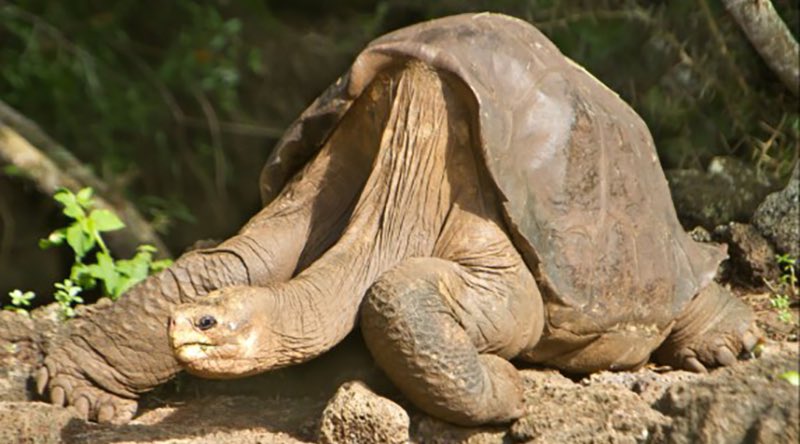La última tortuga gigante de pinta, el Solitario George, murió en 2012 en la Estación Científica Charles Darwin. Es un ejemplo de especies que han desaparecido bajo nuestro cuidado. De las 95 que desde 1950 sobrevivían en cautividad, hemos perdido 11. bit.ly/42haIWz
