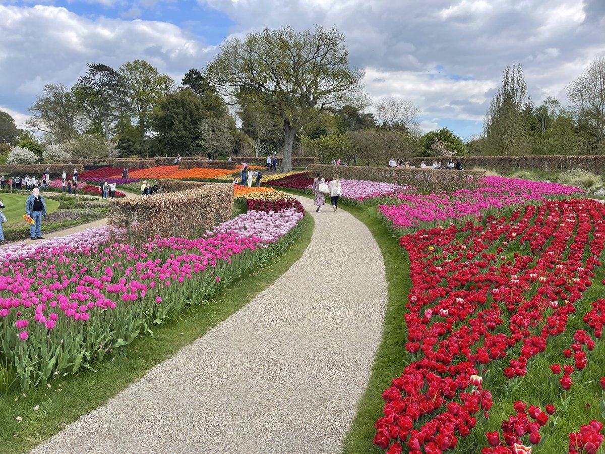 NeilMilliken's tweet photo. Hi everyone glad to be joining you for this week’s #AXSChat our guest on the podcast Michael Lorz gave his answers in advance and they will be shared from the @AXSChat account. I hope you are enjoying the spring flowers. Here is a picture of the tulips at Wisley Botanic Garden. https://t.co/gnKTaFnGaK
