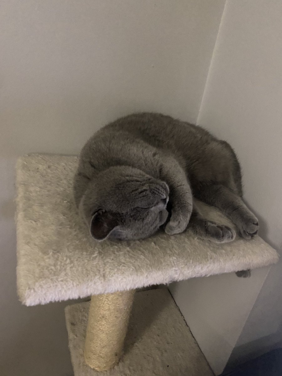 ZuzannaTS's tweet photo. @SFShock My baby <3 https://t.co/nyqRx0oiGP
