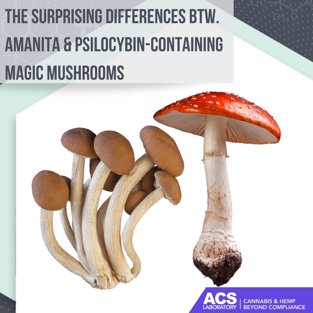 ACSLaboratory's tweet photo. The iconic red-and-white-speckled Amanita mushrooms may seem similar to psilocybin-containing species, but these magical fungi have surprising differences.👇

https://t.co/disBKmQvIO

#amanita #amanitamuscaria #psilocybin #psychedelics #magicmushrooms #mush #ACS #ACSLaboratory https://t.co/IxUxsbaG0M
