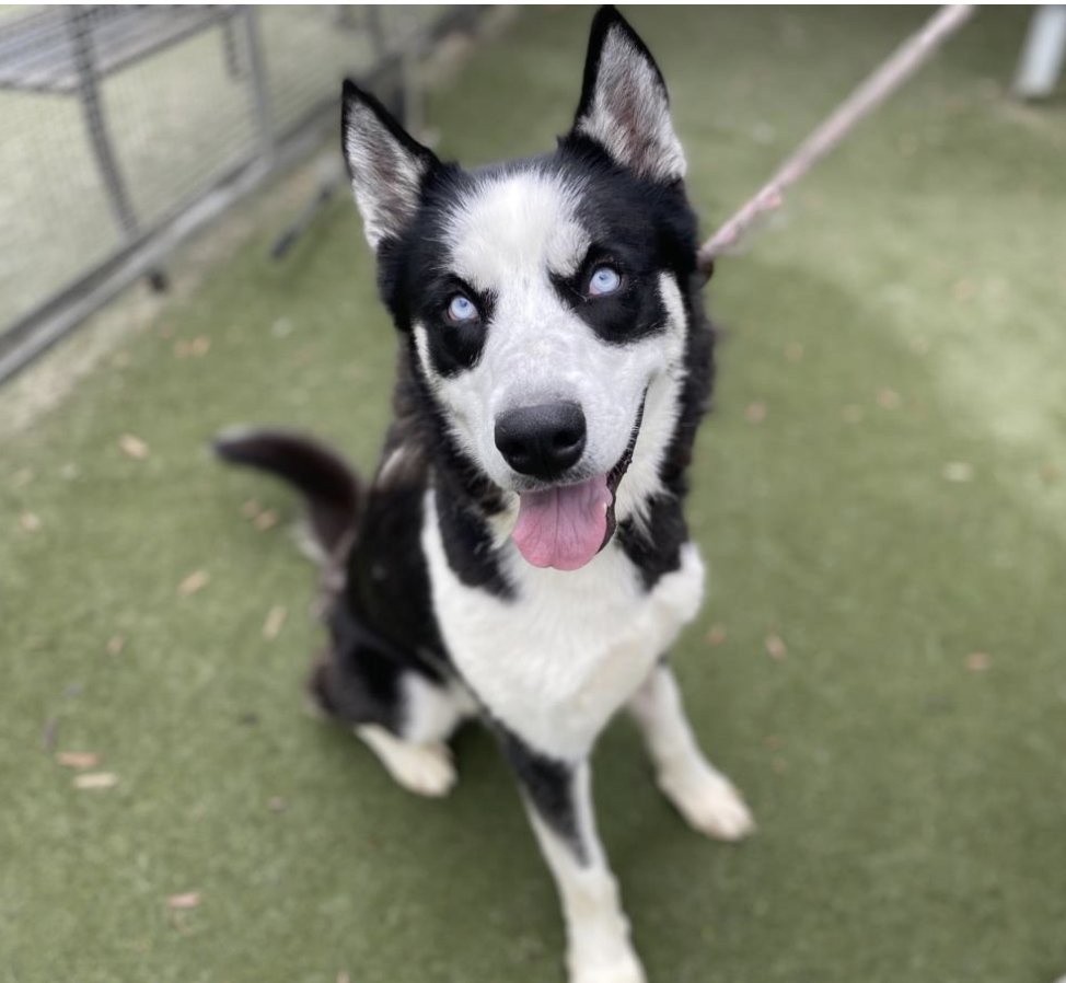 LA Animal Services tweet media