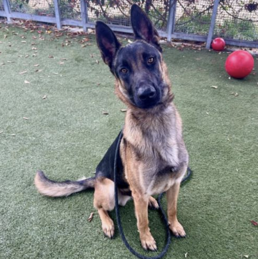 LA Animal Services tweet media