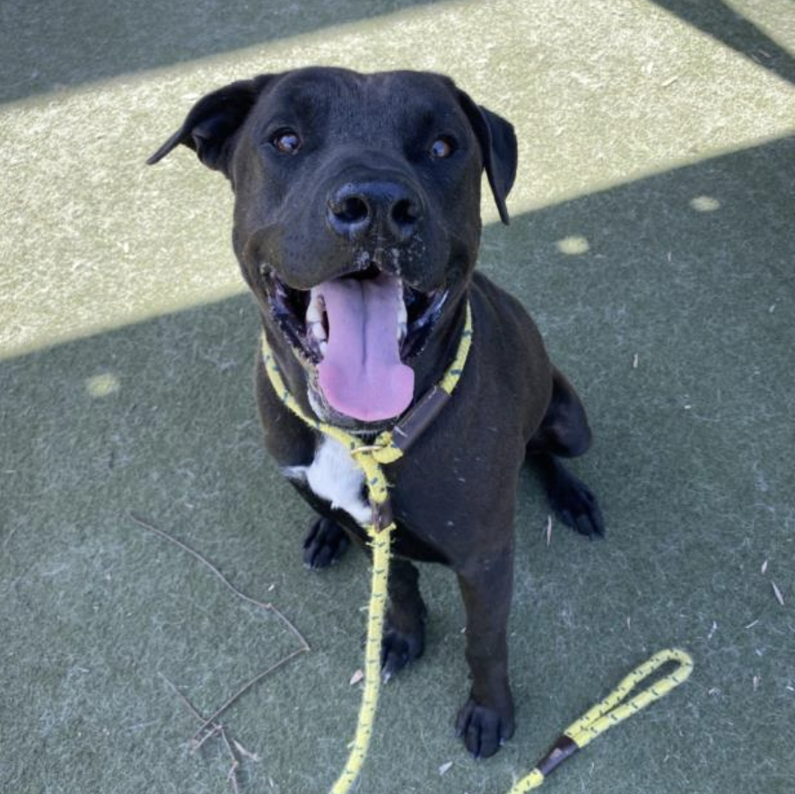 LA Animal Services tweet media