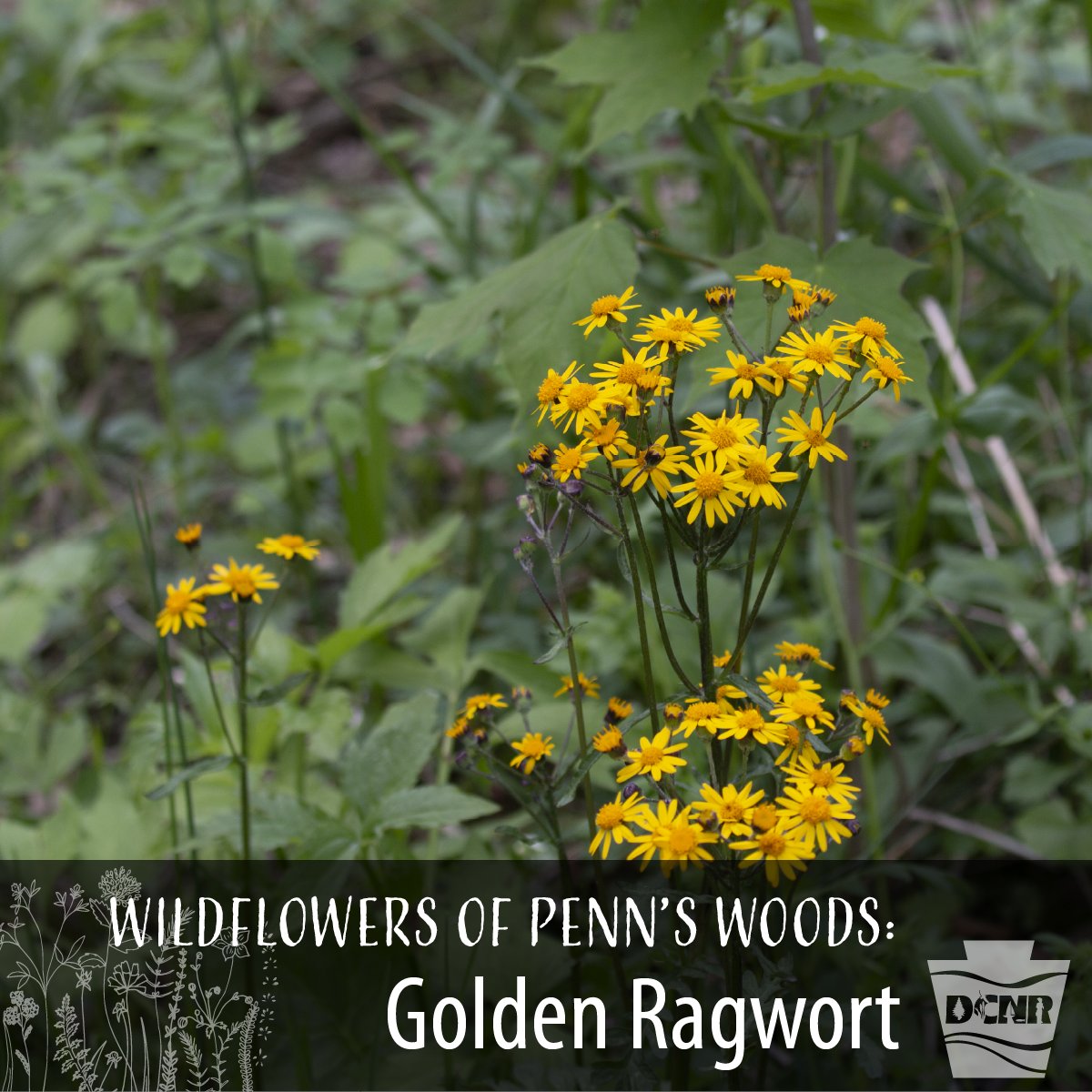 #GoldenRagwort’s bright yellow, daisy-like flowers bloom over the summer and can be found in every Pennsylvania county. This native wildflower attracts bees and other pollinators, and is found in woodlands, wetlands, and along streams. #WildflowerWeek #PaNativeSpecies