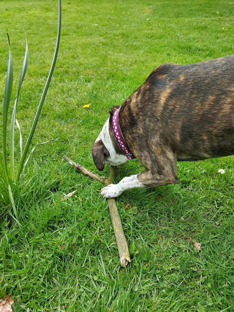 Pepper settling well, claimed the sofas, chasing squizzers, fell in the pond, enjoying long walks. Bit nervous of new people and new sounds (woofs). ..Sorry for not updating earlier, it makes me sad as was twoofs were a LottieSpots thing.