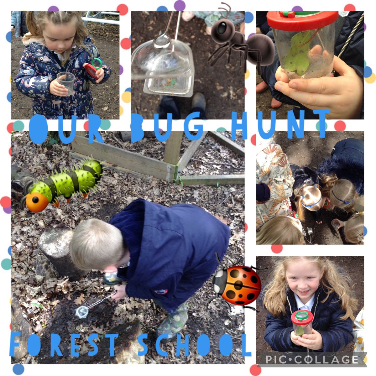 Reception thoroughly enjoyed hunting for bugs in forest school this week!