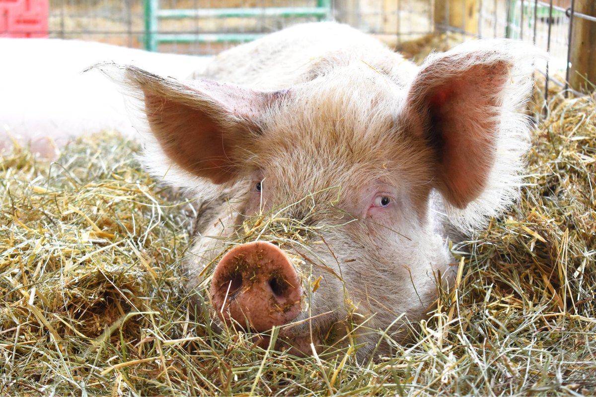 Luvin Arms Animal Sanctuary tweet media
