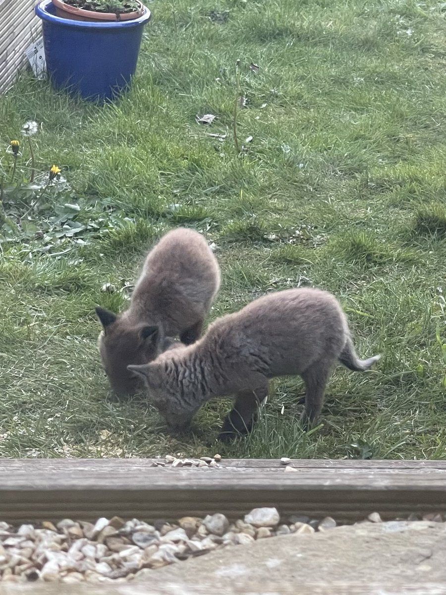kerry_lou_mcg's tweet image. For those of you who have asked for a fox cube pupdate… there are still 4 happy cubs who are making themselves very much at home in the garden eating the birds’ mealworms! #WildlifeGardening #FoxCubs #Rewilding #Fox #Wildlife #Nature