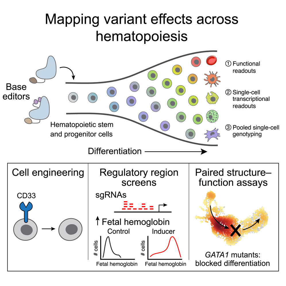 Delighted to have our paper, led by @jmartinrufino, on conducting massively parallel base editing screens in primary human hematopoietic cells out in @CellCellPress today. Can help improve therapeutic approaches for #leukemia and #sicklecell disease: cell.com/cell/fulltext/…