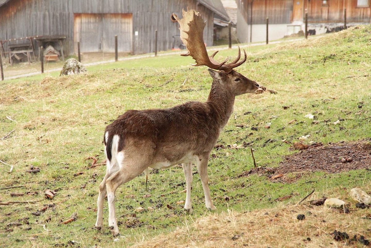 elysantoni's tweet photo. Questione di palchi 🦌🌲
.
.
.
#daino #dainomaschio #cervi #cervidi #palco #palcopalmato #palchicaduchi #in2nature #dolomiti #instadolomiti #dolomitilovers #superquark https://t.co/rP3h4daYHB