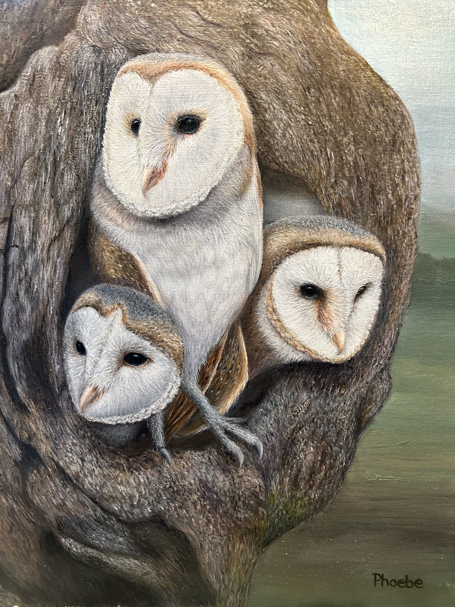 'Pre Flight' Oil paint on 11' x 14' canvas board. #BarnOwls. #WildlifePainting #Owls